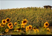 مزارع آفتابگردان در استان گلستان