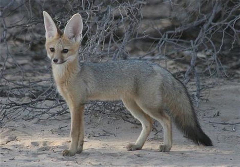 نخستین رکورد از پراکندگی شاه روباه در استان لرستان ثبت شد