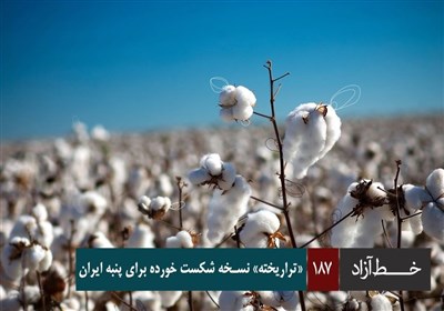 خط آزاد - «تراریخته» نسخه شکست خورده برای پنبه ایران