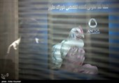 مرغداران: دولت با اخلالگران توزیع خوراک طیور برخورد کند + سند