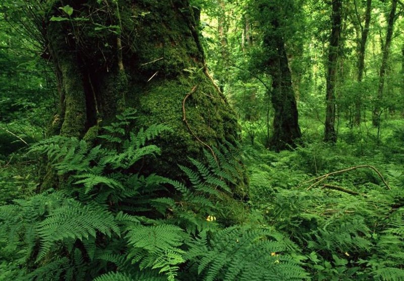 عکس / زیباترین جنگل رامسر