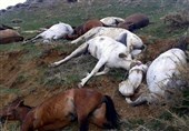 کشتار اسب‌های باربر با قانون همخوانی ندارد