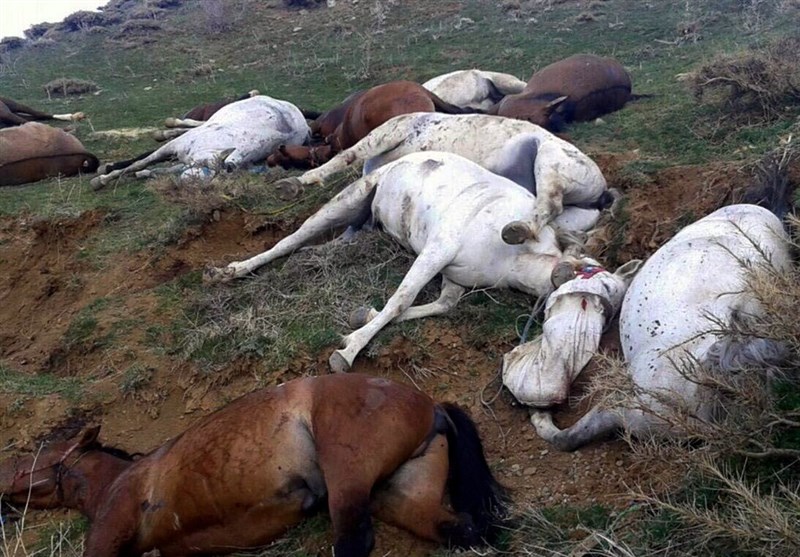 کشتار اسب‌های باربر با قانون همخوانی ندارد