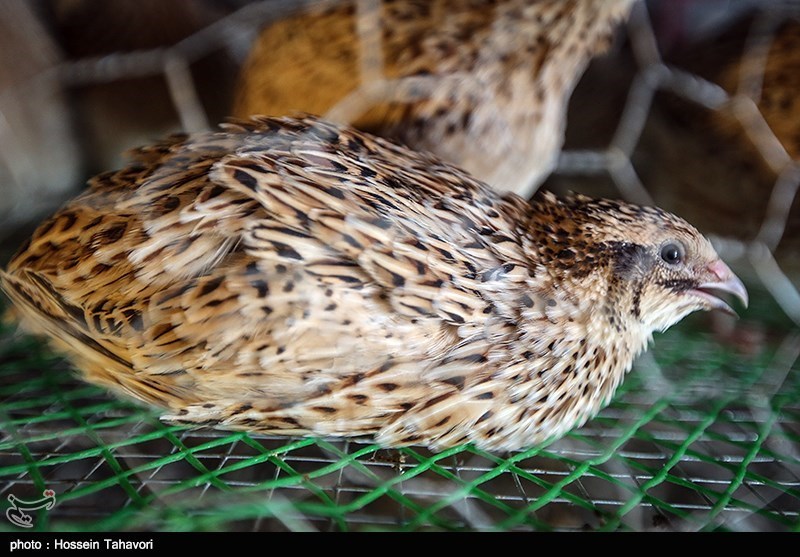 مصرف گوشت بلدرچین و کبک به تقویت قلب و بدن کمک می‌کند