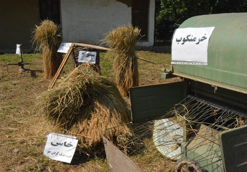 جشنواره ملی برنج در مازندران برگزار شد