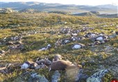عکس/ صاعقه مرگبار در نروژ