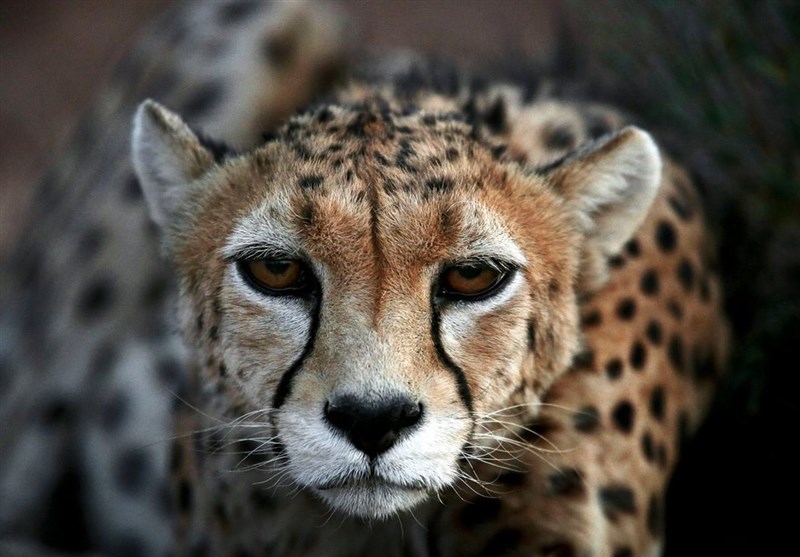 Iranian Cheetahs’ Population Declining Rapidly: ICS