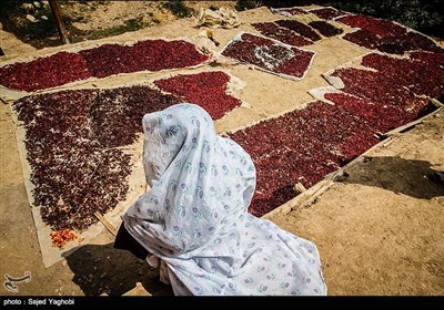 جشنواره برداشت زغال‌ اخته در روستای هیر - قزوین