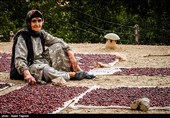 قزوین؛ رتبه نخست تولید زغالاخته در کشور