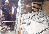 توقیف کشتی حامل 116 پرنده کمیاب ایرانی توسط گارد ساحلی کویت