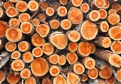 محموله قاچاق چوب‌آلات جنگلی در اردبیل کشف و ضبط شد