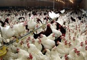 بیماری آنفلوآنزای پرندگان در مزارع مرغ گوشتی گیلان گزارش نشده است