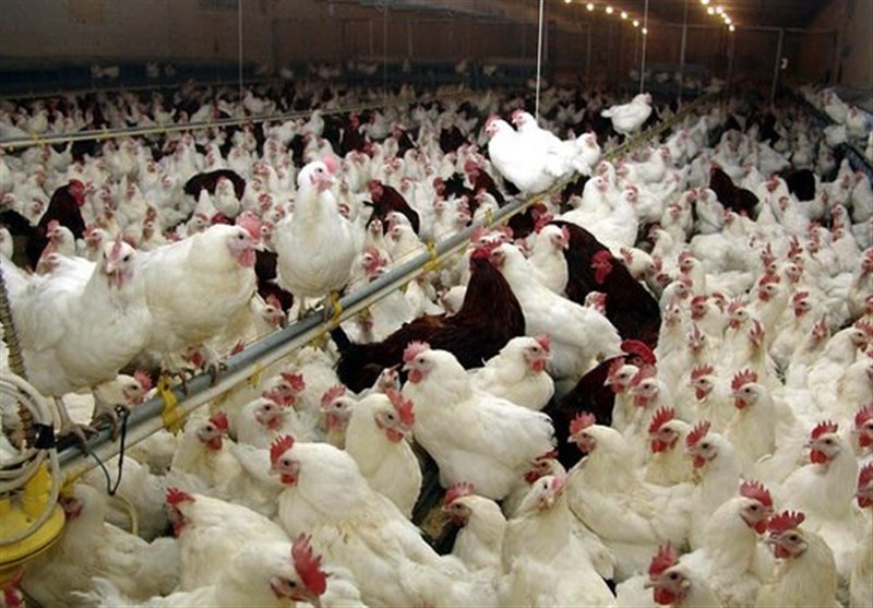 بیش از 177 هزار قطعه مرغ زنده گوشتی از طبس صادر شد