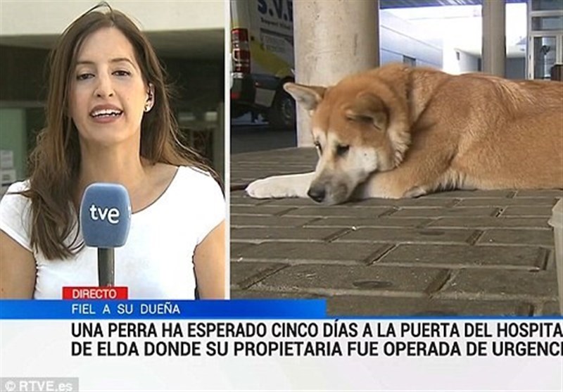 Оставили собаку на сутки. The Dog is waiting for the owner from the Hospital. Loyal Dog.