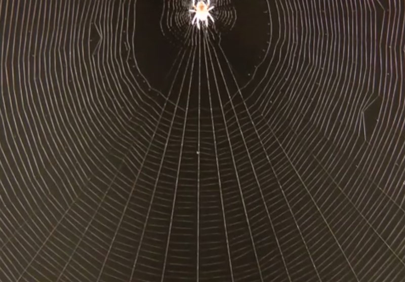 Spider Webs for Transmitting Vibrations