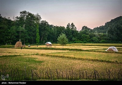 الایام الأخیرة من موسم حصاد الرز بمحافظة جیلان