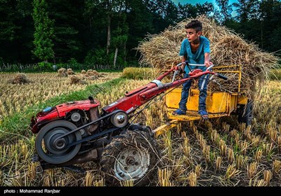 الایام الأخیرة من موسم حصاد الرز بمحافظة جیلان