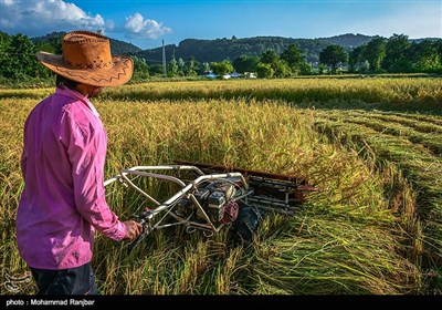 الایام الأخیرة من موسم حصاد الرز بمحافظة جیلان