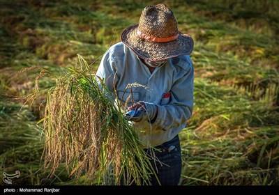 آخرین روزهای فصل برداشت برنج - گیلان
