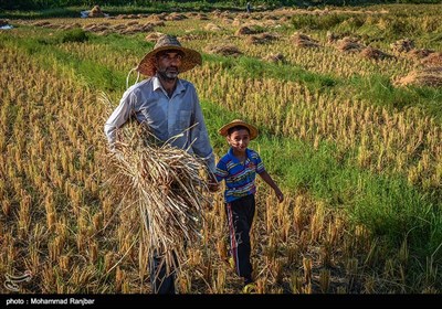 الایام الأخیرة من موسم حصاد الرز بمحافظة جیلان