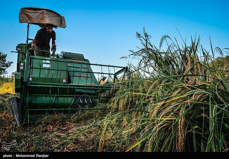 58 درصد عملیات زراعی تولید برنج در گیلان مکانیزه انجام می‌شود