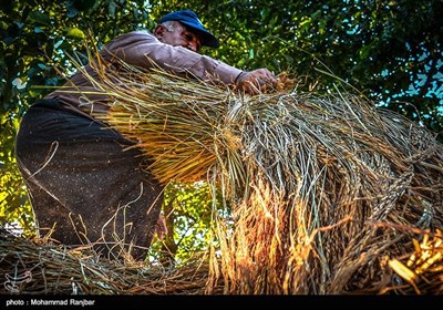 آخرین روزهای فصل برداشت برنج - گیلان