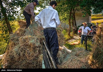 آخرین روزهای فصل برداشت برنج - گیلان