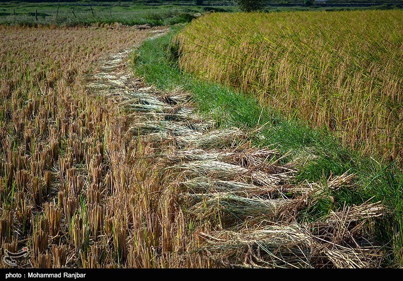 کاهش کشت برنج در لنجان سبب واگذاری اراضی شده/ کشت ذرت به جای برنج نادرست است