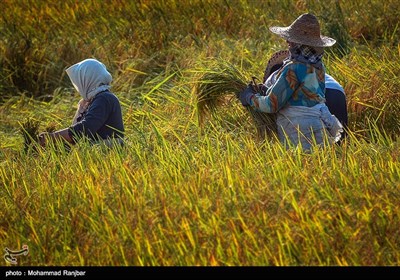 آخرین روزهای فصل برداشت برنج - گیلان