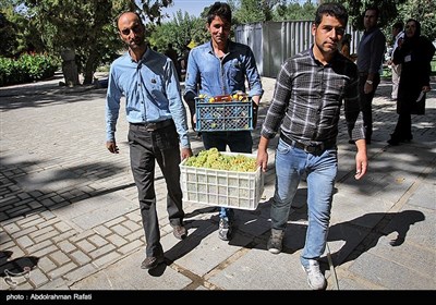 National Grape Harvest Festival in Western Iran