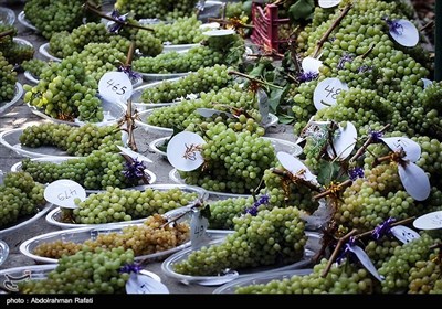 National Grape Harvest Festival in Western Iran