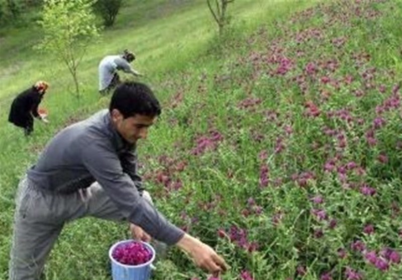 سنندج| گیاهان دارویی در 6 هزار هکتار از اراضی کردستان کشت می‌شود