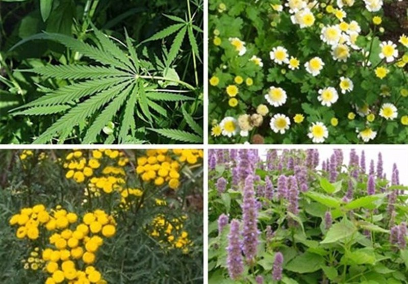 2500 گونه گیاهان دارویی در سراسر کشور شناسایی‌شد
