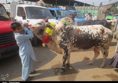 راولپنڈی کی ٹیکسلا منڈی سے تسنیم نیوز کے نمائندے کی خصوصی رپورٹ