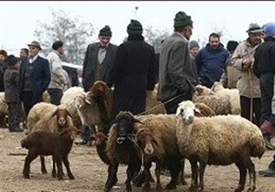 عرضه گوسفند در 22منطقه تهران به مناسبت عید قربان