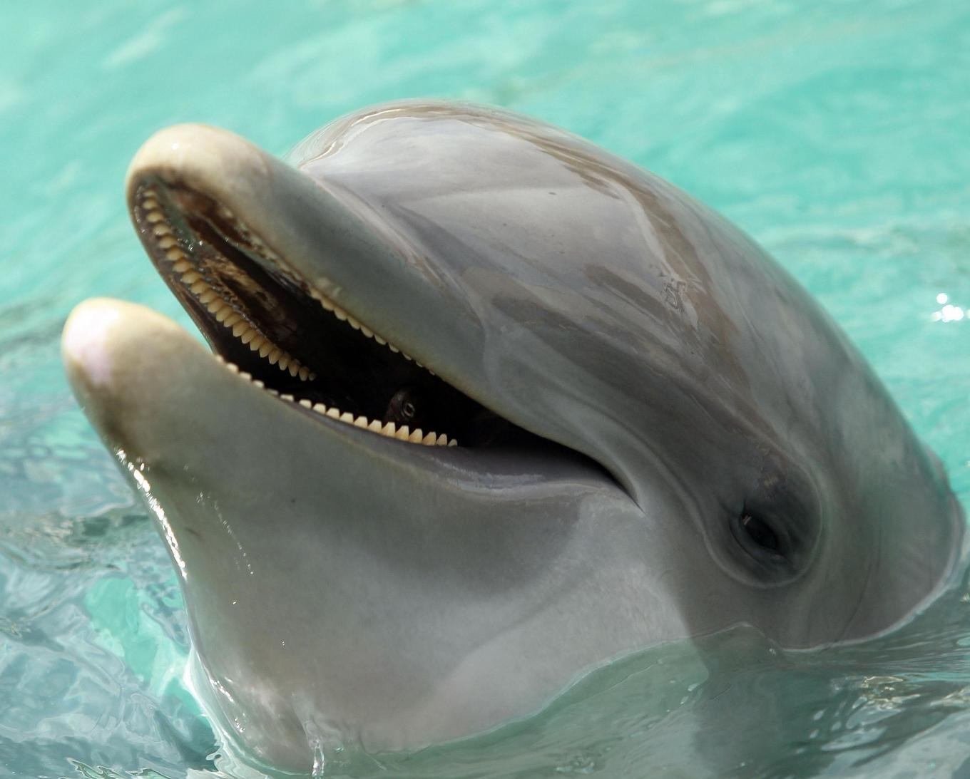دلفین‌ها می‌توانند شبیه انسان‌ها صحبت کنند