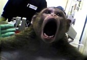 انتقال غیرقانونی میمون‌های قاچاق به پژوهشگاه رویان توسط مسئولان محیط زیست