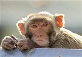 نگرانی از ورود میمون‌های قاچاق به مراکز تحقیقاتی