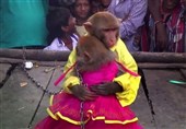 تحقیقات علمی با استفاده از میمون‌های قاچاقِ فاقد گواهی بهداشت