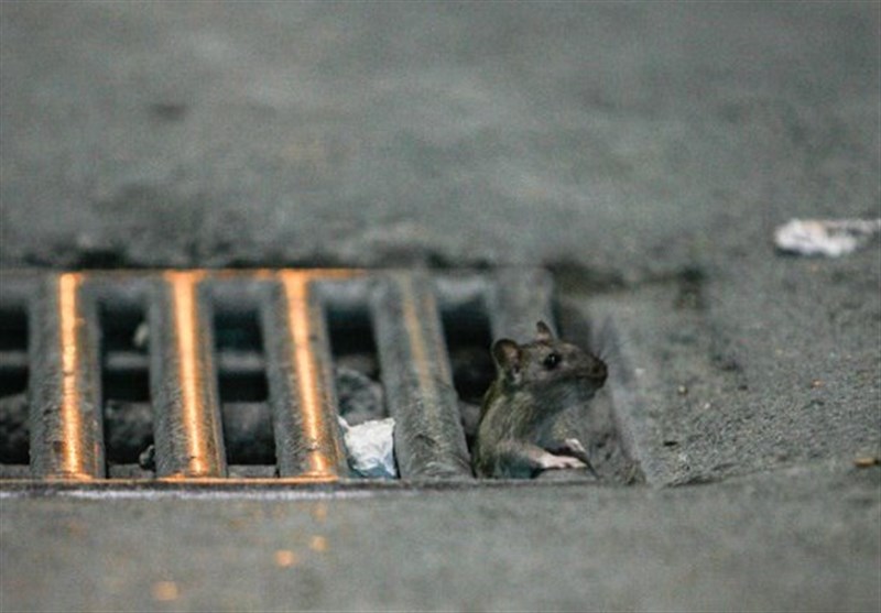 موش‌های تهران دیگر ترس ندارند!