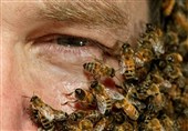 نیش زنبور عسل موجب سکته مغزی در انسان می‌شود