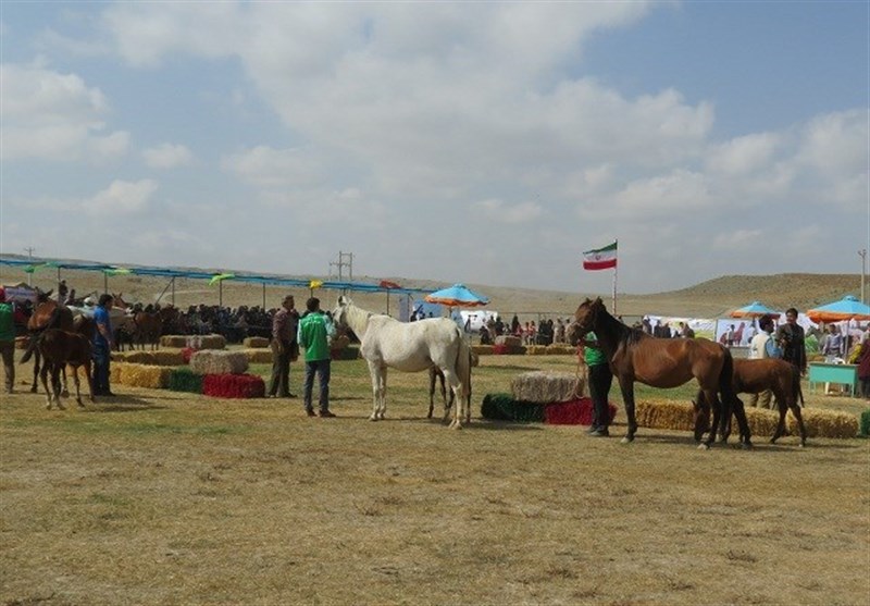 جشنواره زیبایی اسب اصیل ترکمن در راز و جرگلان برگزار شد/ فعالیت 35 پایگاه اورژانس در خراسان شمالی