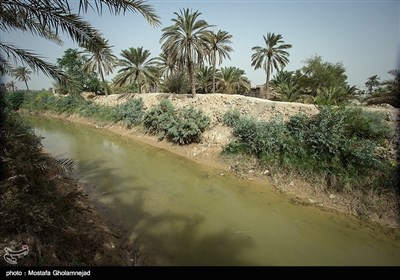 بحران آب و هوایی در نخلستان های خوزستان