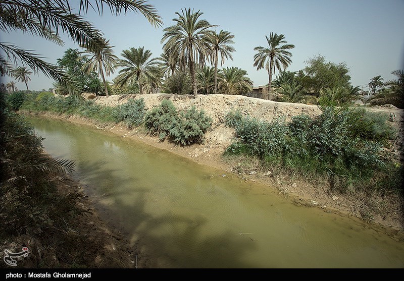 نخلهای ایرانی در دوره مسئولیت ابتکار به کویت و امارات منتقل شد/ بازیابی خاکهای صادر شده 1000 سال طول می‌کشد