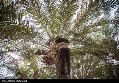 بحران آب و هوایی در نخلستان های خوزستان