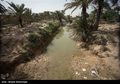 بحران آب و هوایی در نخلستان های خوزستان