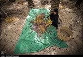 وضعیت خشکیدگی خرما در نخلستان‌های کرمان از گذشته وخیم تر است