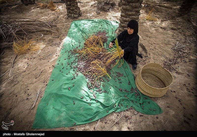 وضعیت خشکیدگی خرما در نخلستان‌های کرمان از گذشته وخیم تر است