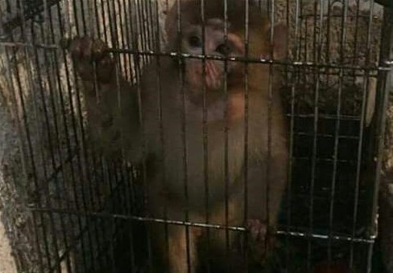 420 پرنده و 27 قلاده میمون در سراوان کشف شد