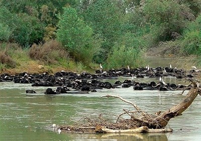 تالاب‌های خوزستان، کشتارگاه جدید پرندگان مهاجر